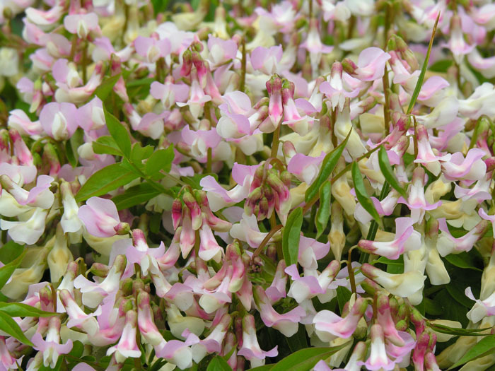 Image of spring pea