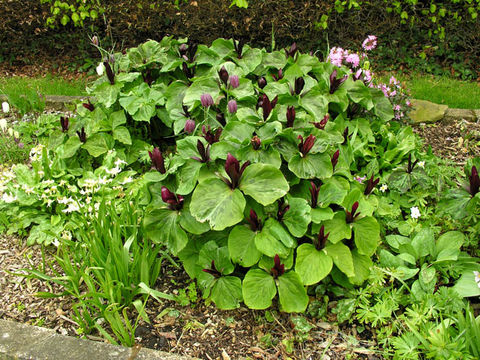 Image de Trillium kurabayashii J. D. Freeman