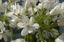 Image of white garlic