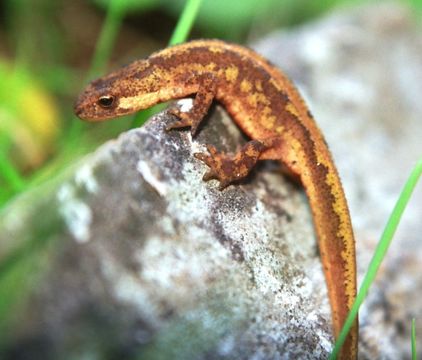 Image of Carpathian Newt