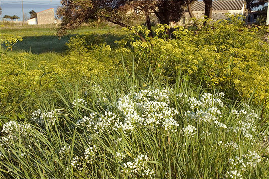 Image of white garlic