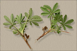 Image of Potentilla heptaphylla L.