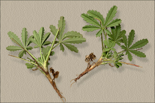 Image de Potentilla heptaphylla L.