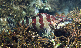 Image of Painted greenling