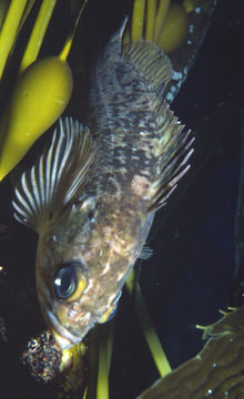 Image of Kelp rockfish