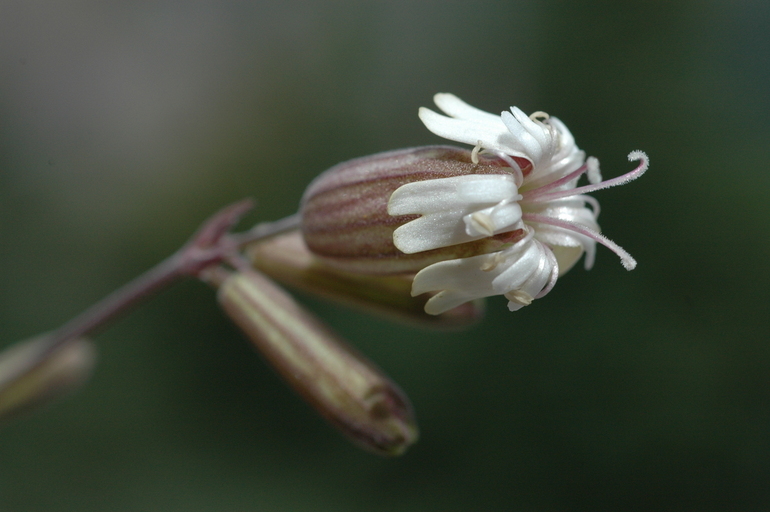 صورة Silene douglasii Hook.