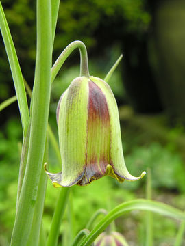 Image of Fritillaria acmopetala Boiss.