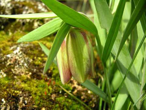 Image of Fritillaria pontica Wahlenb.