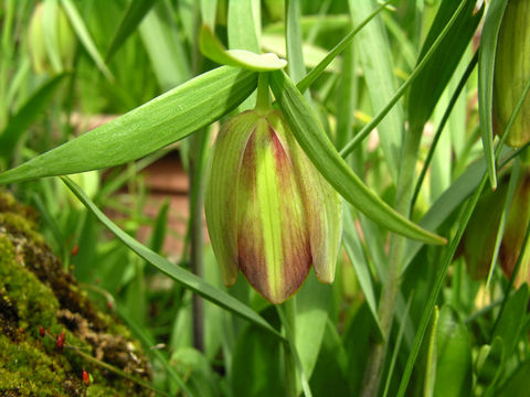 Image of Fritillaria pontica Wahlenb.