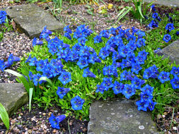 Image of Stemless Gentian