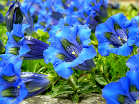 Image of Stemless Gentian