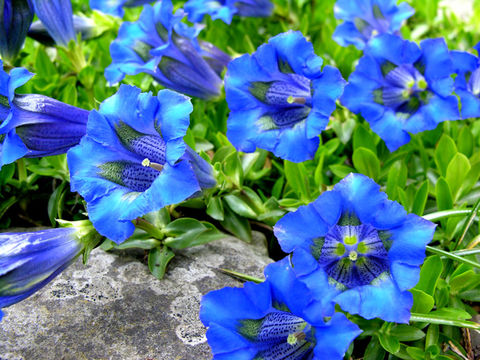 Image of Stemless Gentian