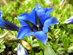 Image of Stemless Gentian