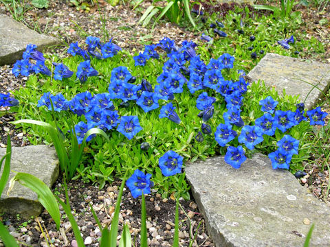 Image of Stemless Gentian