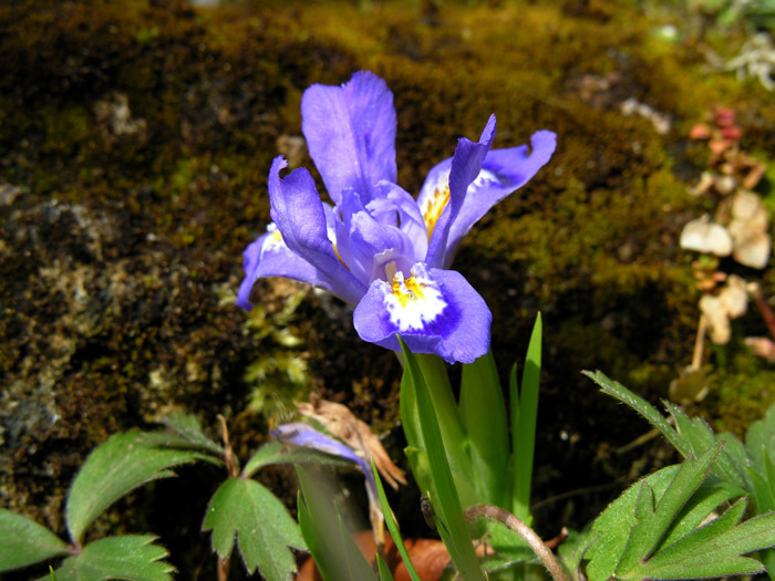 Image of crested iris