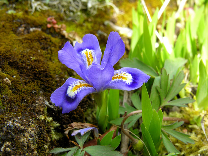 Image of crested iris