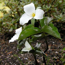 صورة Trillium grandiflorum (Michx.) Salisb.