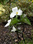 Imagem de Trillium grandiflorum (Michx.) Salisb.