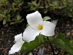 Imagem de Trillium grandiflorum (Michx.) Salisb.