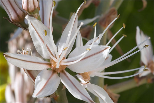 Image of Asphodelus aestivus Brot.