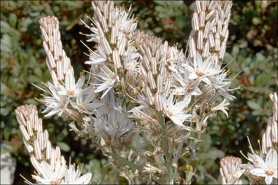 Image of Asphodelus aestivus Brot.