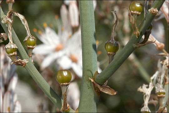 Image of Asphodelus aestivus Brot.