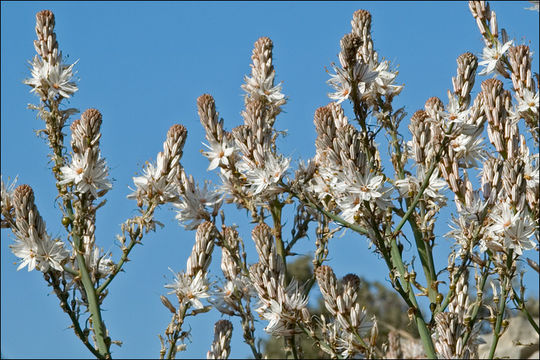 Image of Asphodelus aestivus Brot.