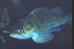 Image of Brown rockfish