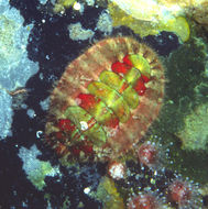 Image of hairy chiton