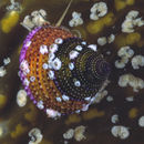 Image of Jeweled Top Snail