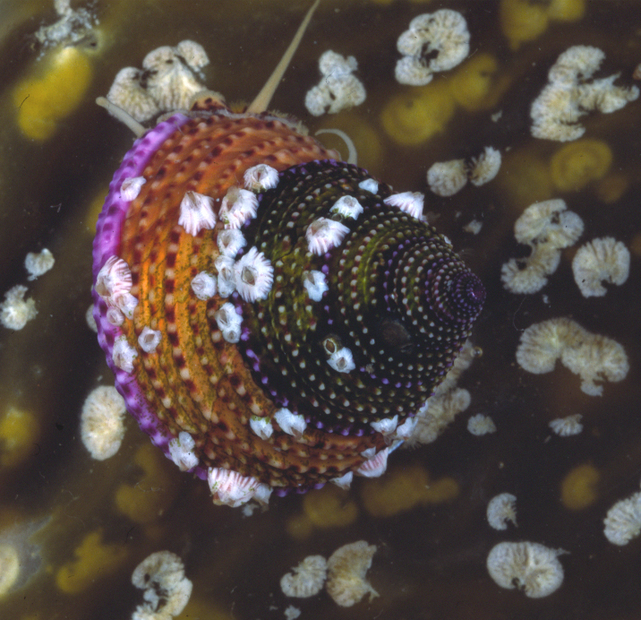 Sivun Calliostoma annulatum (Lightfoot 1786) kuva