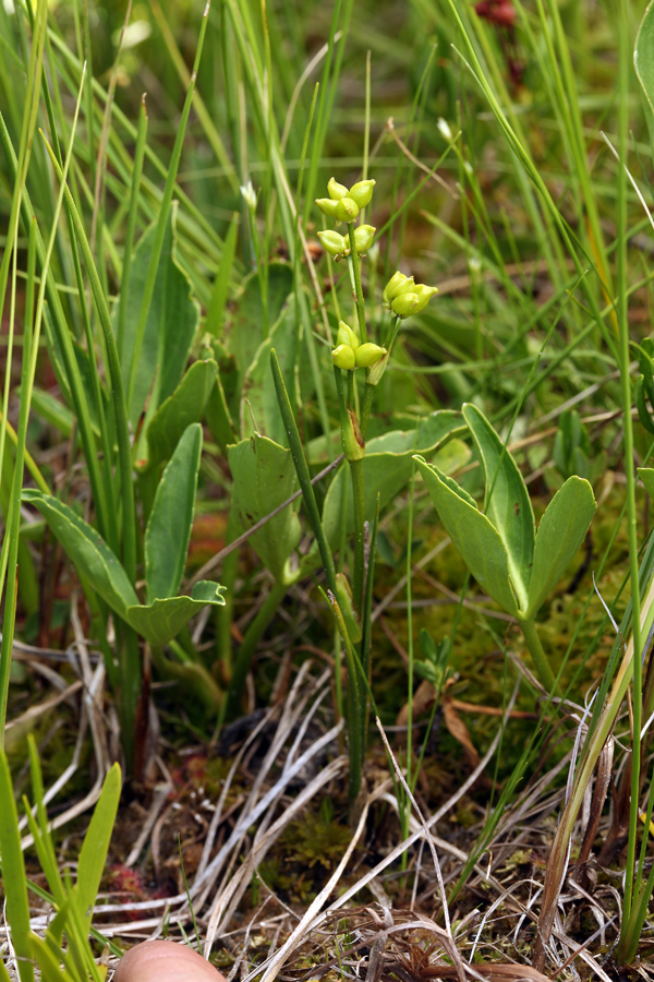 Image of pod grass