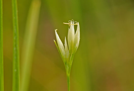 Plancia ëd Rhynchospora alba (L.) Vahl