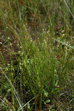 Plancia ëd Rhynchospora alba (L.) Vahl