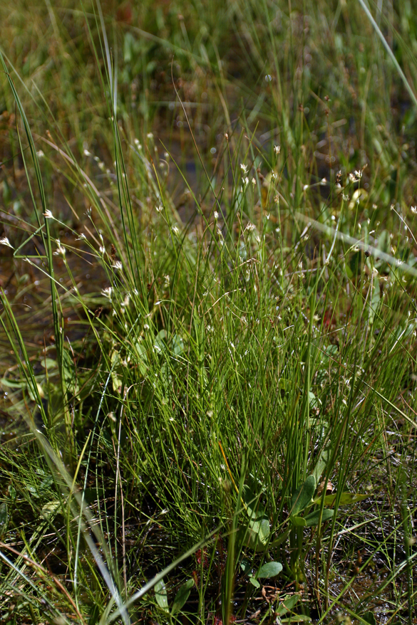 Plancia ëd Rhynchospora alba (L.) Vahl