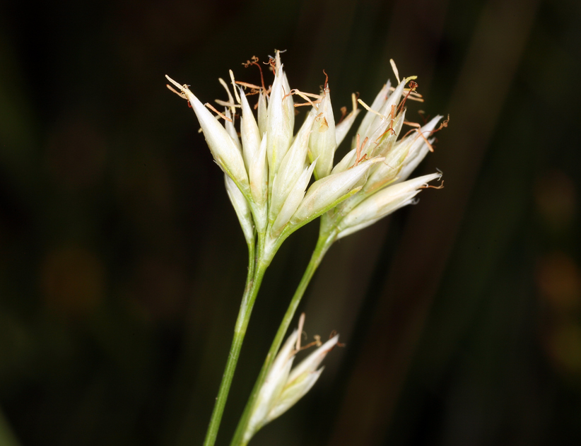 Image of white beak-sedge