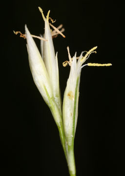 Plancia ëd Rhynchospora alba (L.) Vahl