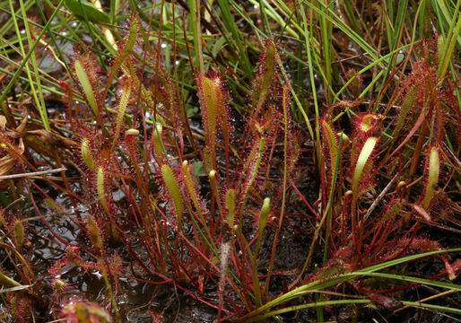 Image of Great Sundew