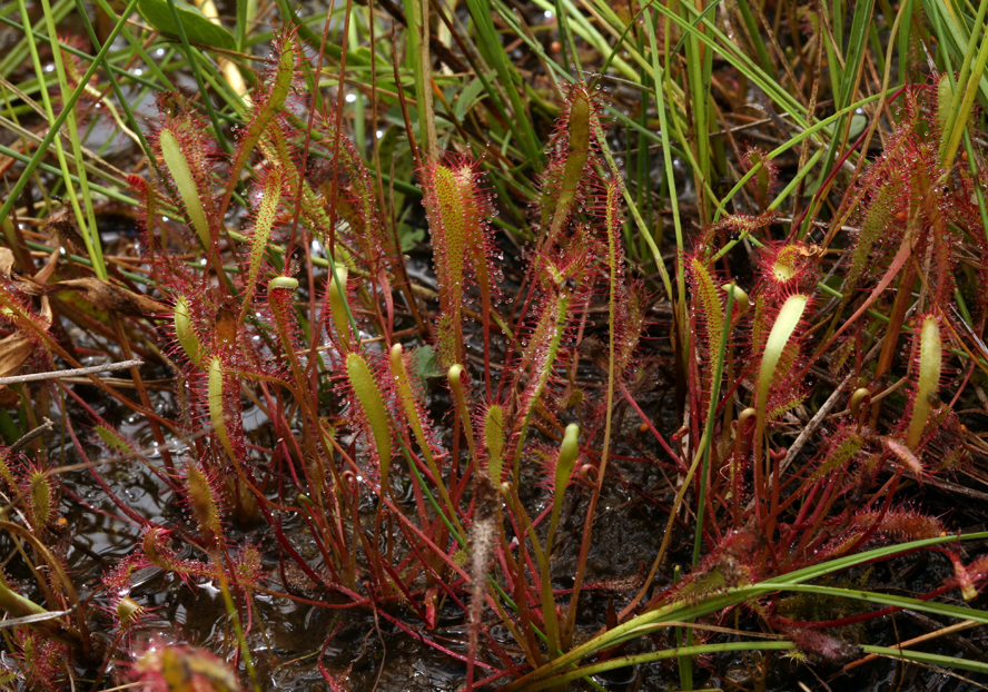 صورة Drosera anglica Huds.