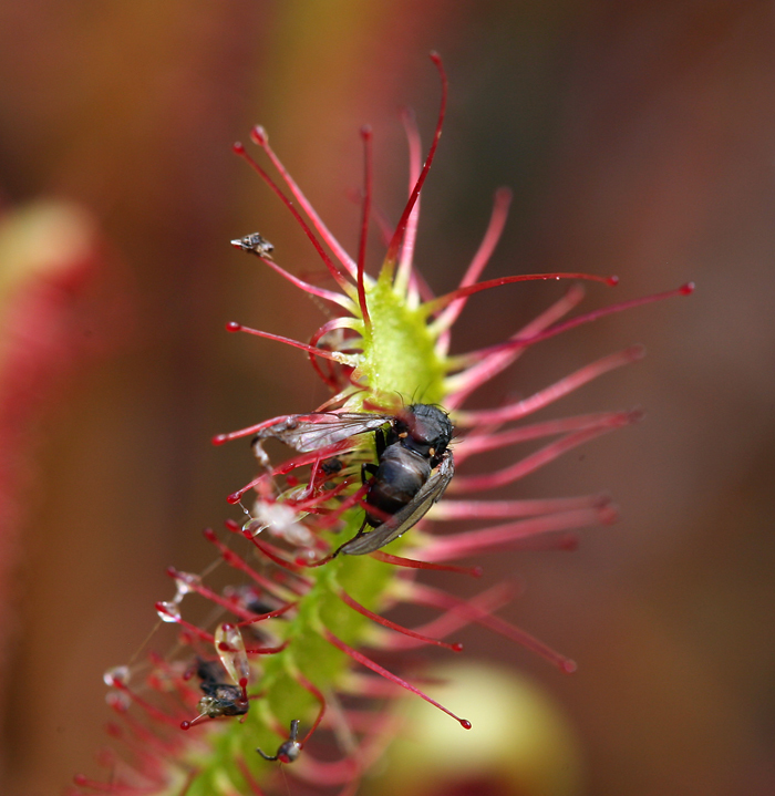 صورة Drosera anglica Huds.