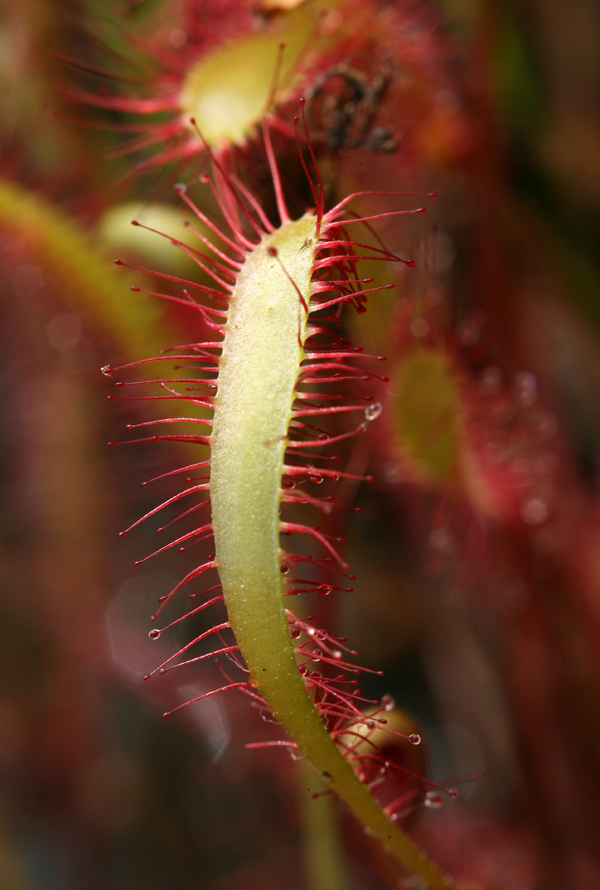 Imagem de Drosera anglica Huds.