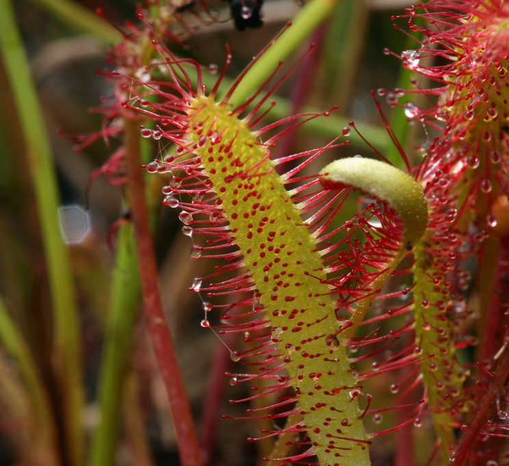 صورة Drosera anglica Huds.