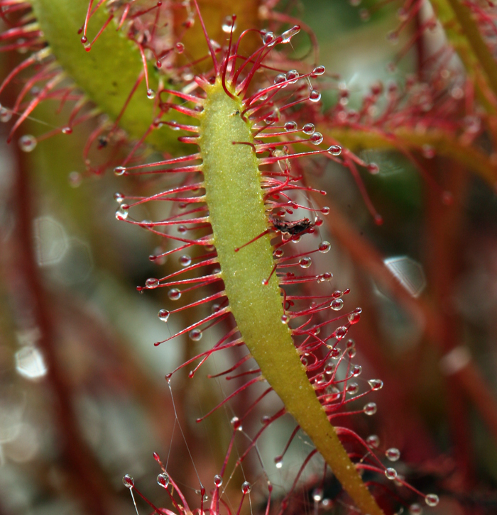 صورة Drosera anglica Huds.