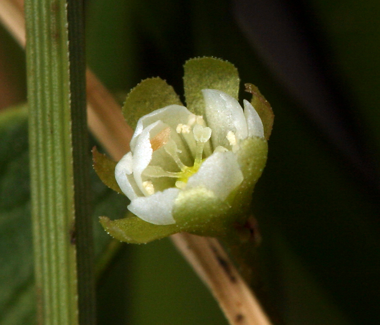 صورة Drosera anglica Huds.