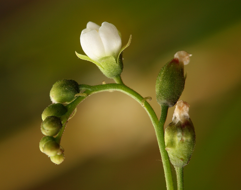 صورة Drosera anglica Huds.