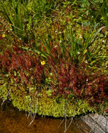 صورة Drosera anglica Huds.