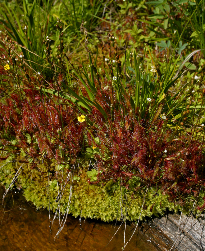 Imagem de Drosera anglica Huds.