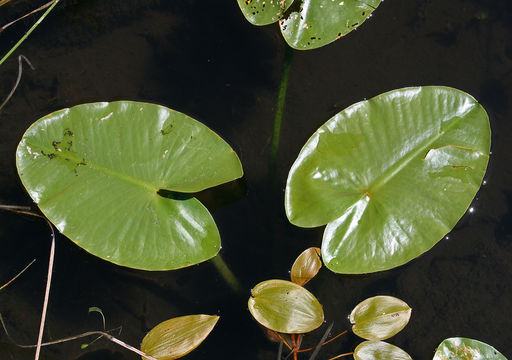 Image of Rocky Mountain pond-lily