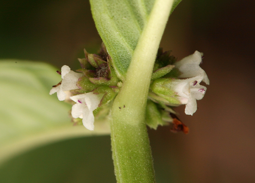 Image of northern bugleweed