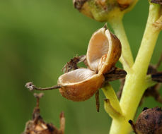 Image of bogbean